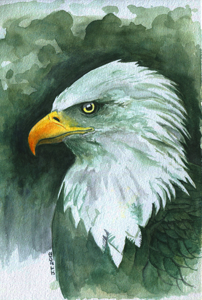 Bald Eagle2