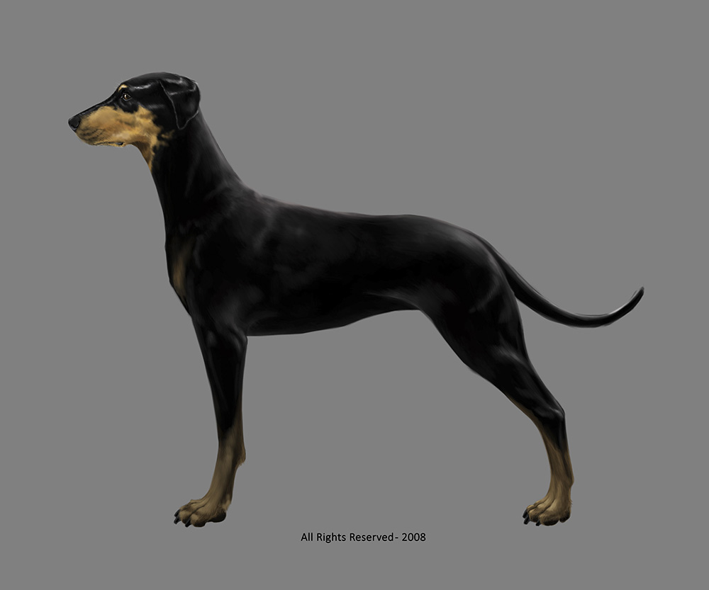 Dobermann Pinscher Profile